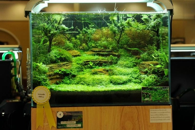 Chiêm ngưỡng ngay mẫu bể cá thuỷ sinh đẹp sang trọng