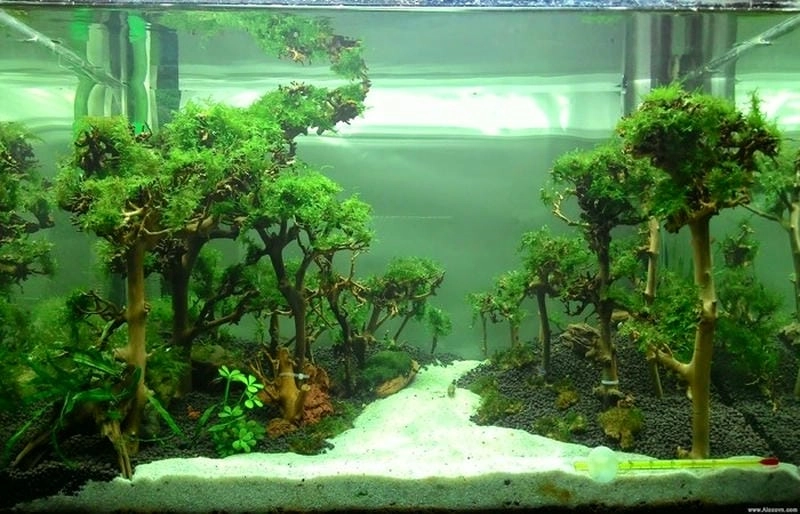 Khám phá các mẫu bể cá thuỷ sinh đẹp độc đáo hút mắt