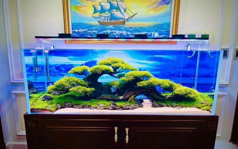 Thiết kế các mẫu hồ thủy sinh đẹp phong cách tự nhiên