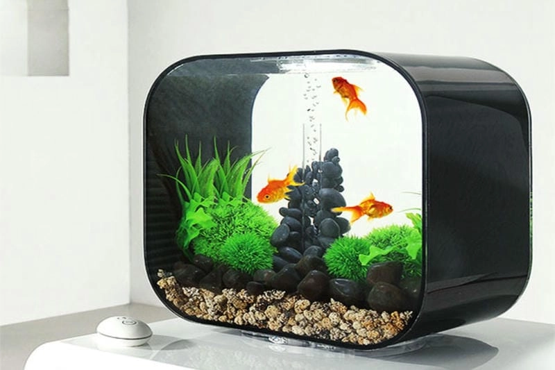 Bể cá nhỏ xinh với thiết kế mẫu bể cá mini dễ đặt để