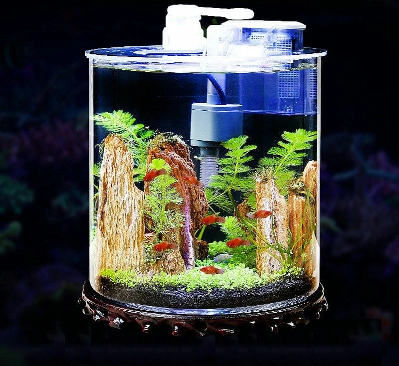 Tôn lên vẻ đẹp nội thất bằng mẫu bể cá mini đẹp
