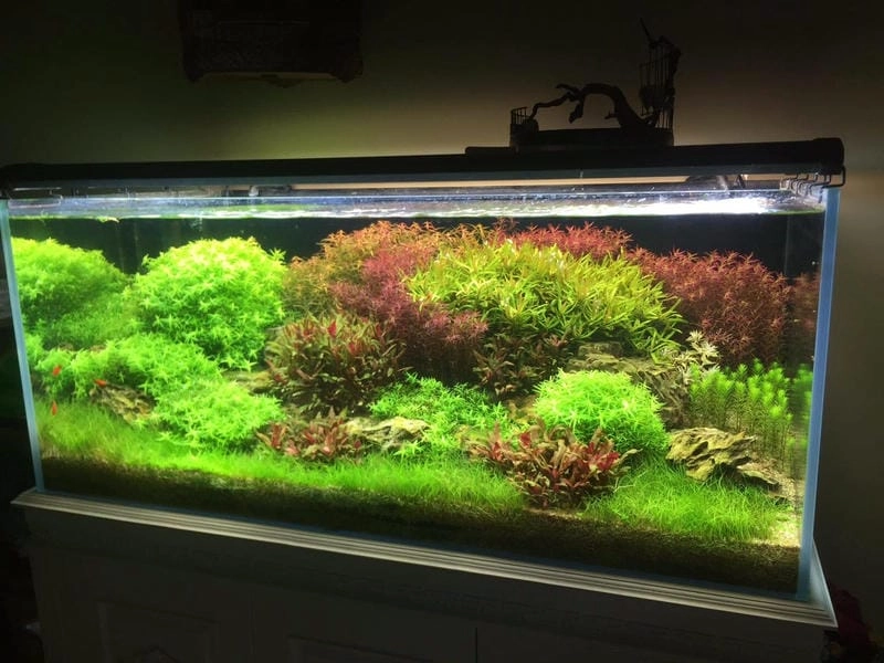 Tham khảo ngay mẫu hồ cá thủy sinh đẹp chuẩn decor