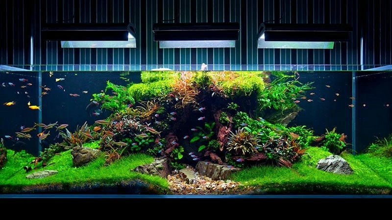 Tạo điểm nhấn với mẫu bể cá thủy sinh mini xinh xắn