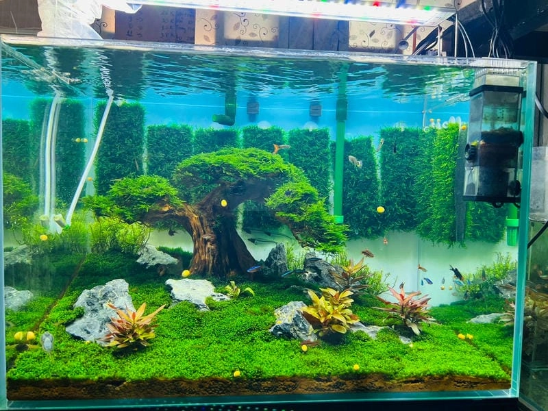 Nâng tầm thẩm mỹ với mẫu bể thủy sinh đẹp tinh tế