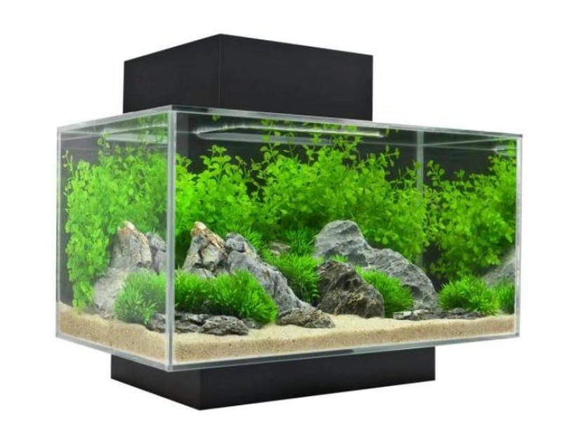 Định hình không gian với mẫu bể thủy sinh đơn giản mà đẹp