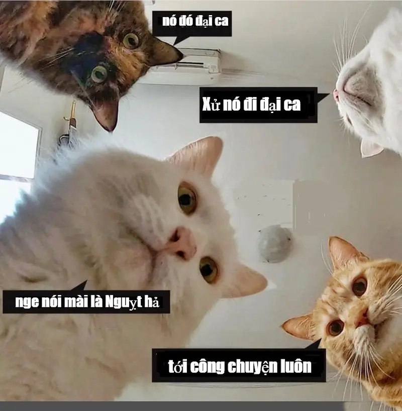 Meme tới công chuyện xuất hiện ở mọi tình huống khó đỡ