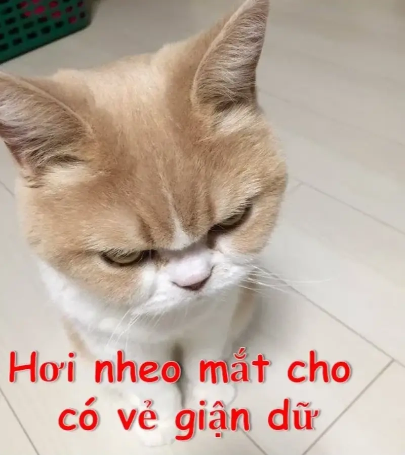 Hành động liên quan đến meme luôn gắn liền với những chế ảnh meme độc đáo