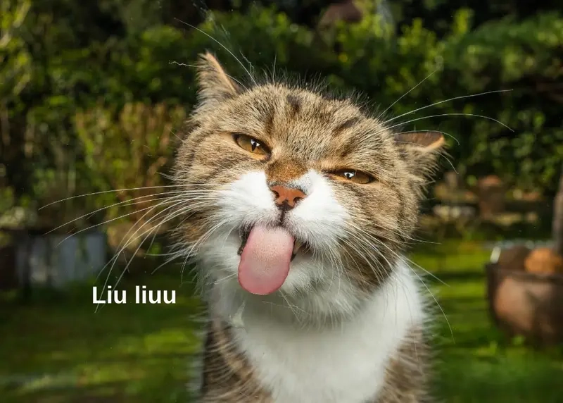 Chế ảnh meme giúp tạo dấu ấn hài hước trong mọi cuộc trò chuyện