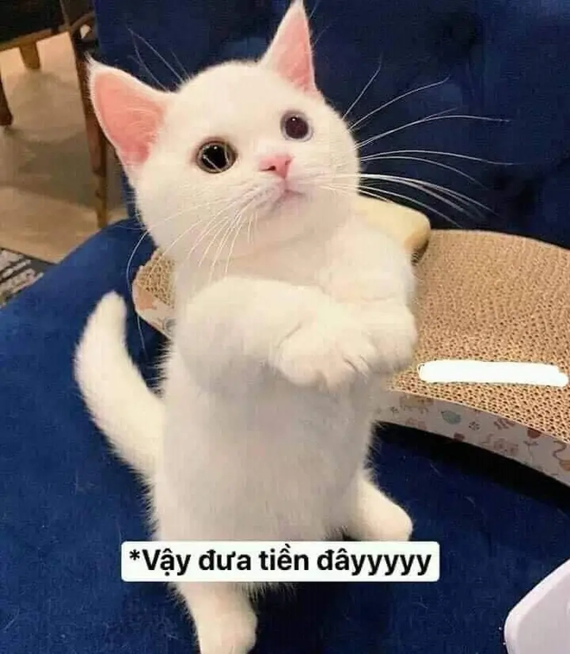 Hành động liên quan đến meme không thể thiếu việc xin meme hài hước và độc đáo