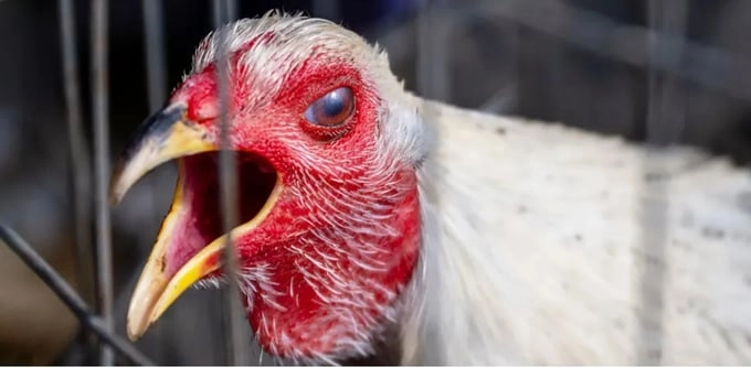 Cảnh báo dịch cúm gia cầm h5n1 bùng phát diện rộng