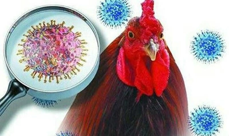 Thông tin chi tiết về bệnh cúm gia cầm và phòng tránh