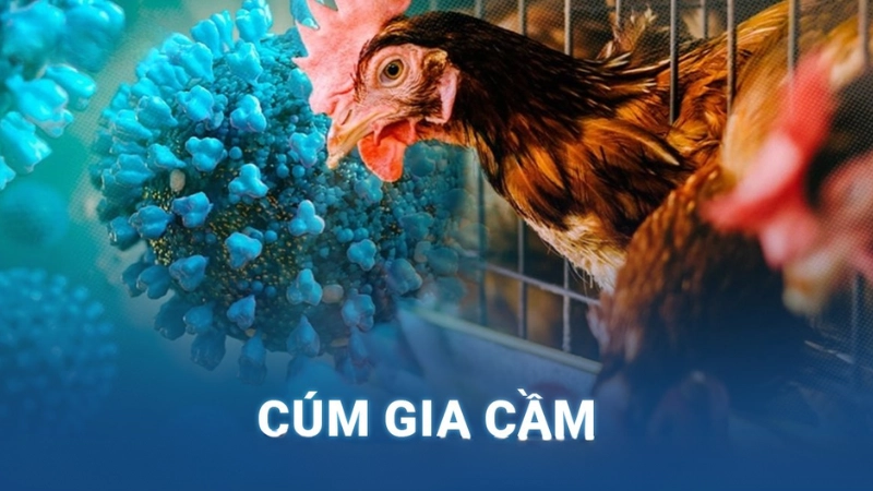 Bộ sưu tập hình ảnh bệnh cúm gia cầm thực tế ở trang trại