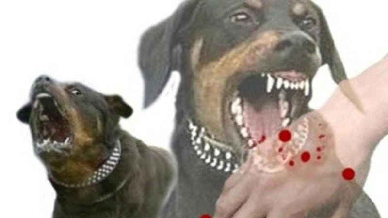 Triệu chứng qua ảnh bệnh dại ở chó chính xác