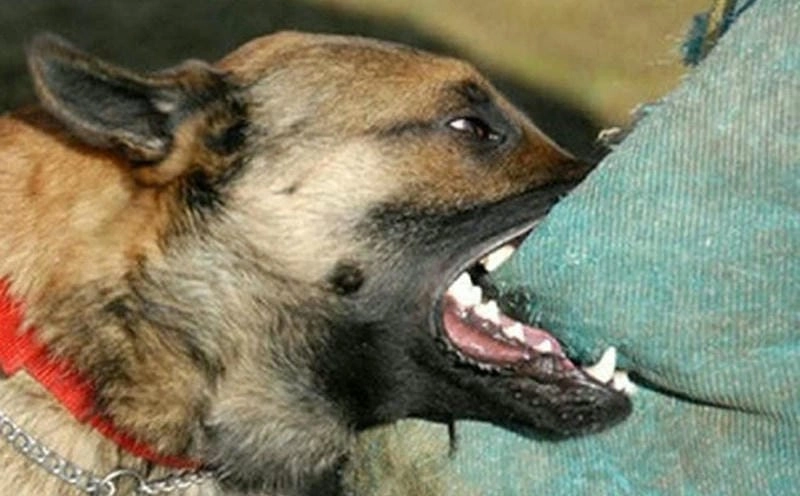 Tìm hiểu mức độ nguy hiểm của bệnh dại