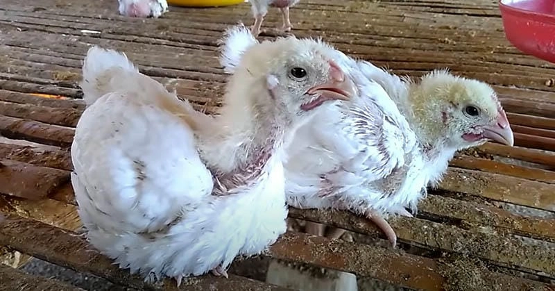 Khám phá hình ảnh bệnh đậu gà rõ nét nhất