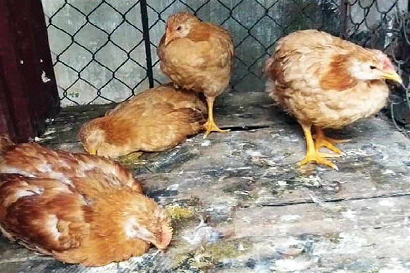 Cập nhật hình ảnh bệnh đậu gà vùng mắt