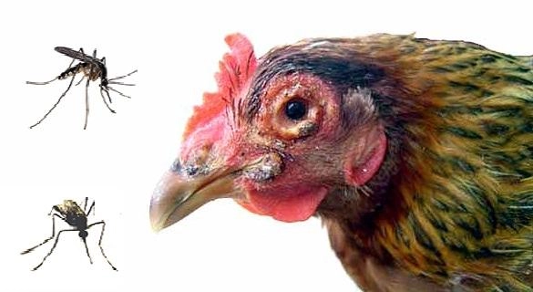 Tình trạng gà bị đậu dễ lây nếu không cách ly sớm
