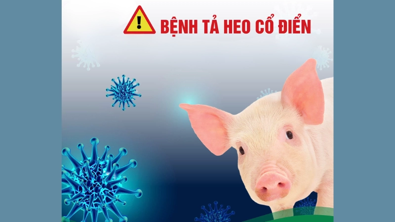 Nhận biết sớm qua hình ảnh bệnh dịch tả lợn cổ điển