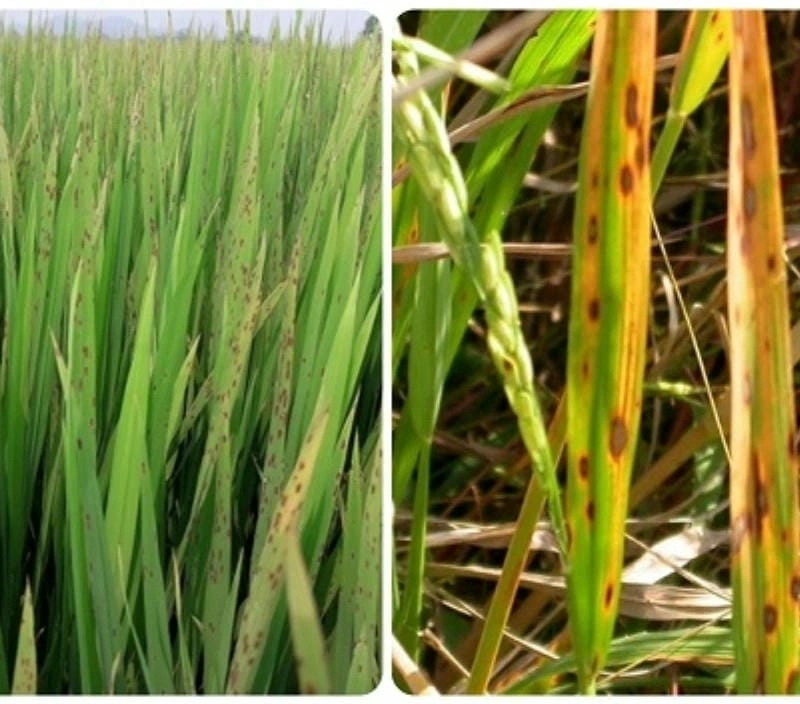 Bệnh đốm nâu trên lúa gây hại mùa màng giảm năng suất