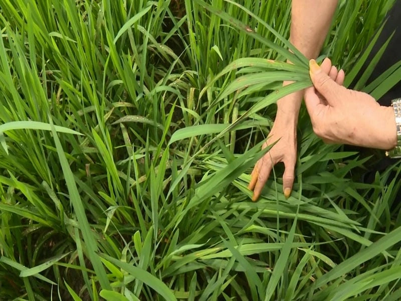 Đốm nâu ở lúa làm lá khô giòn và dễ gãy đổ