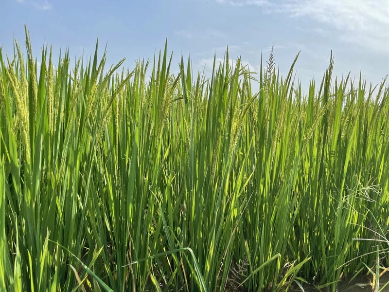 Ảnh lúa bị đốm nâu cho thấy mức độ bệnh nguy hiểm
