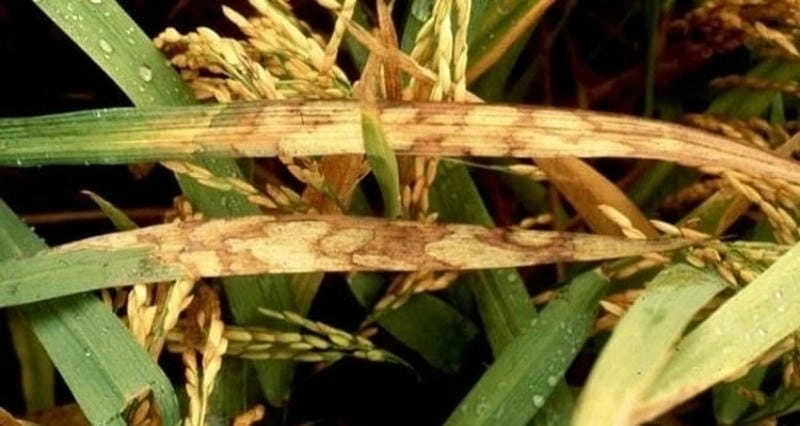 Hình ảnh đốm nâu ở lúa giúp bà con dễ nhận diện bệnh