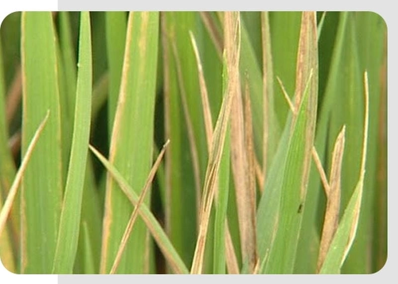 Hình ảnh lúa bị đốm nâu cung cấp thông tin chẩn đoán bệnh