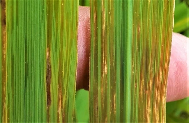 Đốm nâu lá lúa làm lá yếu khó quang hợp tốt