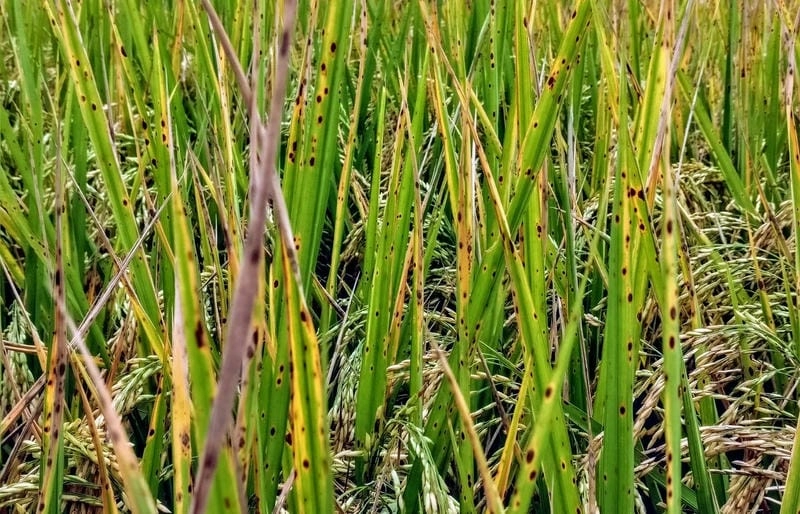 Hình ảnh bệnh đốm nâu hại lúa giúp nhận biết sớm bệnh