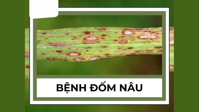 Cách nhận diện qua hình ảnh bệnh đốm nâu hại lúa phổ biến