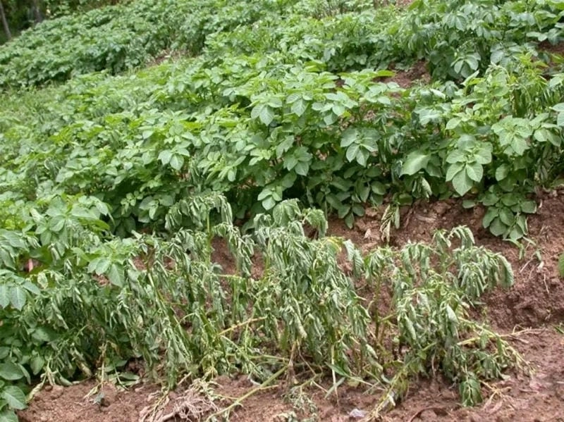 Hình ảnh bệnh héo xanh vi khuẩn trên lá cà chua rất dễ nhận biết