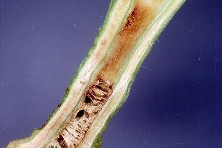 Tổng hợp hình ảnh của bệnh héo xanh vi khuẩn với mô tả chuyên sâu