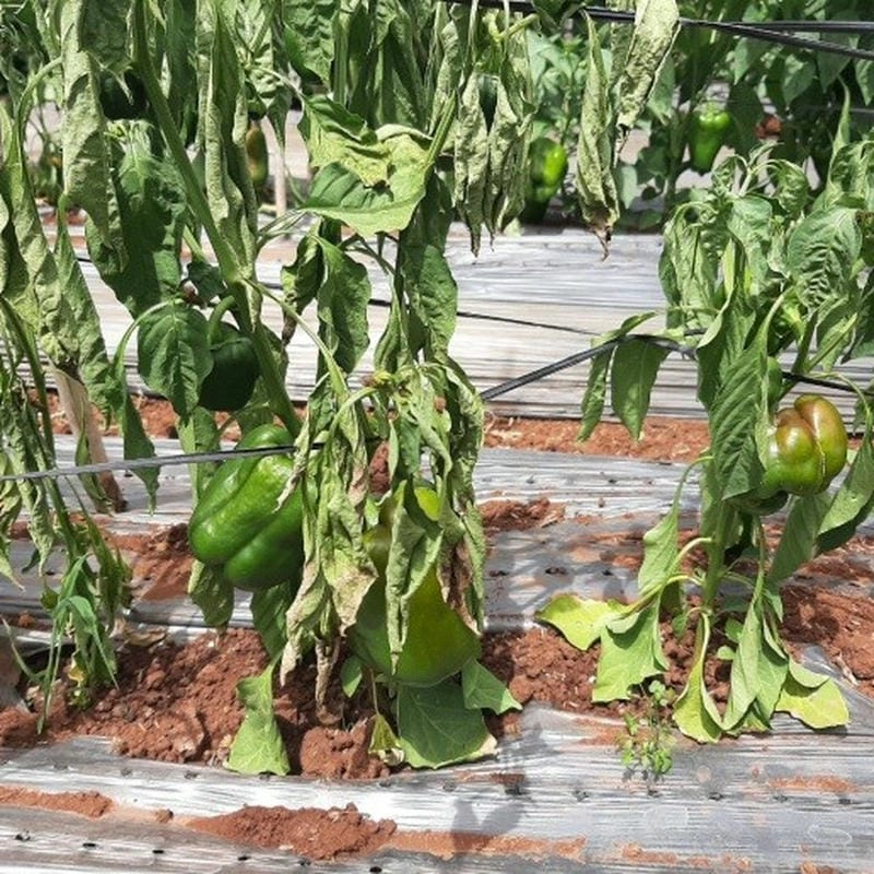 Bộ sưu tập ảnh héo xanh vi khuẩn giúp nhận biết bệnh trên từng lá