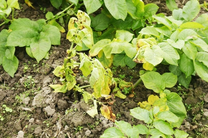 Triệu chứng cà chua héo xanh thường xuất hiện ở giai đoạn ra hoa