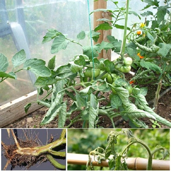 Ảnh thực địa héo xanh vi khuẩn cà chua tại các vườn cà chua Đà Lạt