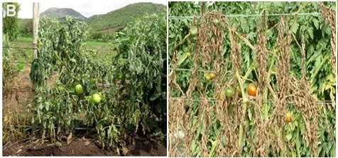 Ảnh thực tế bệnh héo xanh trên cà chua ở ruộng canh tác miền Trung