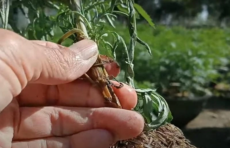 Nếu cà chua bị bệnh héo xanh cần nhổ bỏ cây bệnh kịp thời