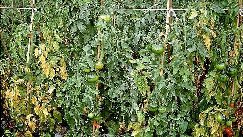 Dấu hiệu bệnh héo xanh cà chua rõ ràng ở thân cây và lá non