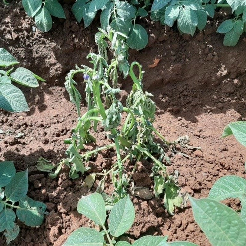 Phát hiện bệnh héo xanh trên cà chua sớm để xử lý hiệu quả