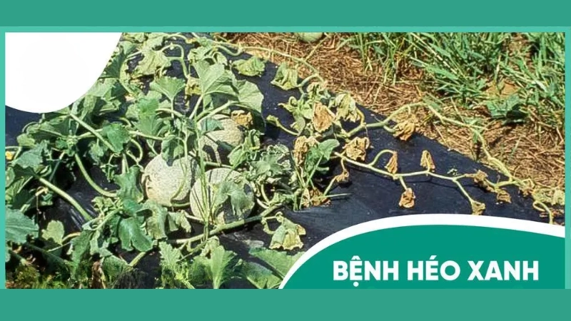 Dấu hiệu phổ biến từ hình ảnh bệnh héo xanh vi khuẩn