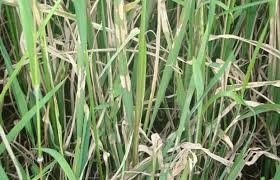 Tổng hợp hình ảnh bệnh khô vằn dễ nhận biết