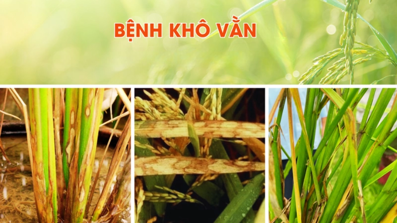 Nhận dạng nhanh qua hình ảnh bệnh khô vằn phổ biến