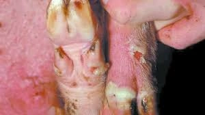 Tìm hiểu rõ ràng ảnh bệnh lở mồm long móng ở lợn thực tế