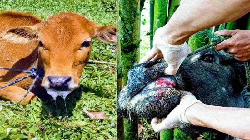 Giải thích chi tiết nguyên nhân bệnh lở mồm lông móng gia súc