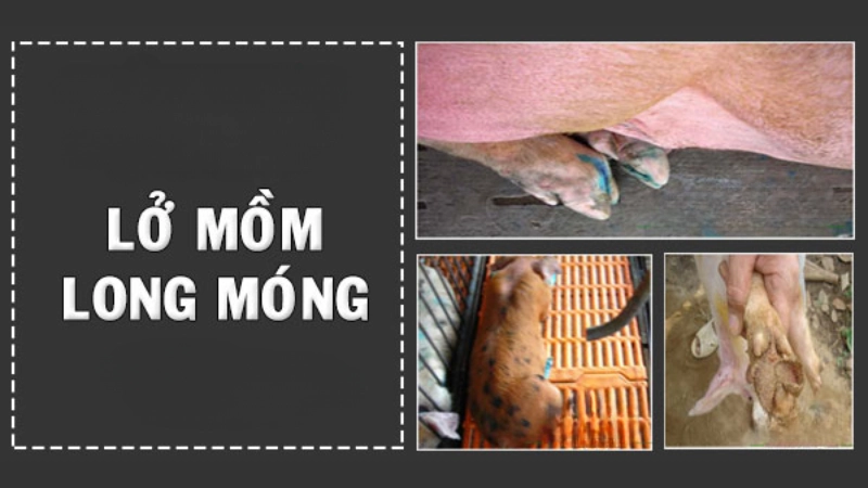 Cảnh báo qua hình ảnh bệnh lở mồm long móng nguy hiểm