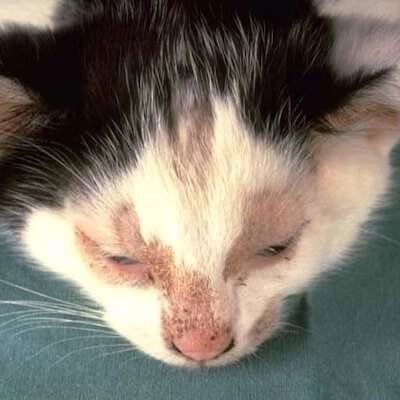 Hình ảnh bé bị nấm miệng kèm mảng trắng