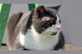 Gợi ý cách trị nấm ở mèo không tái phát