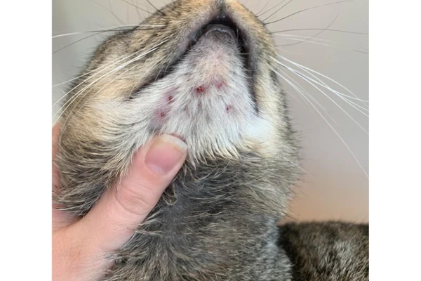 Cách nhận biết mèo bị nấm ở cằm sớm