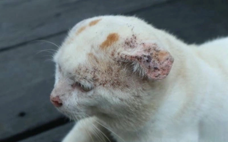 Tìm hiểu tại sao mèo bị nấm ở đầu thường xuyên