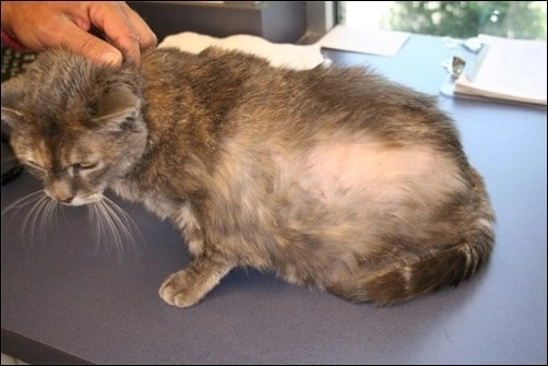 Tổng hợp dấu hiệu của mèo bị nấm chính xác